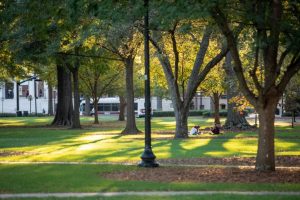 trees on the UA quad