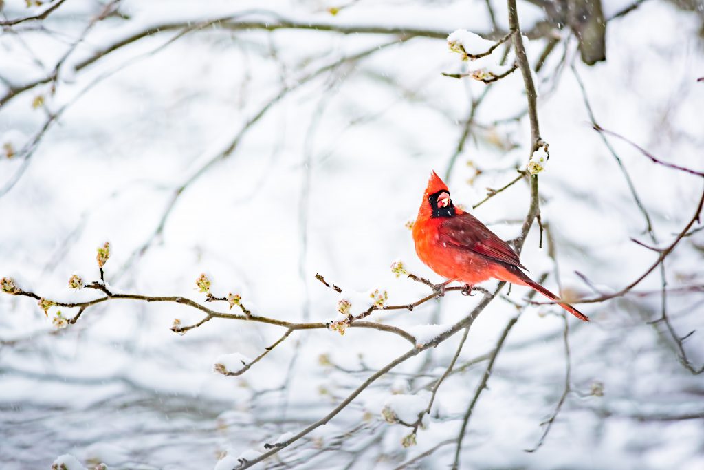 Closeup of one vibrant saturated red northern cardinal, Cardinalis, bird sitting perched on tree branch during heavy winter snow colorful in Virginia, snow flakes falling eating flower buds