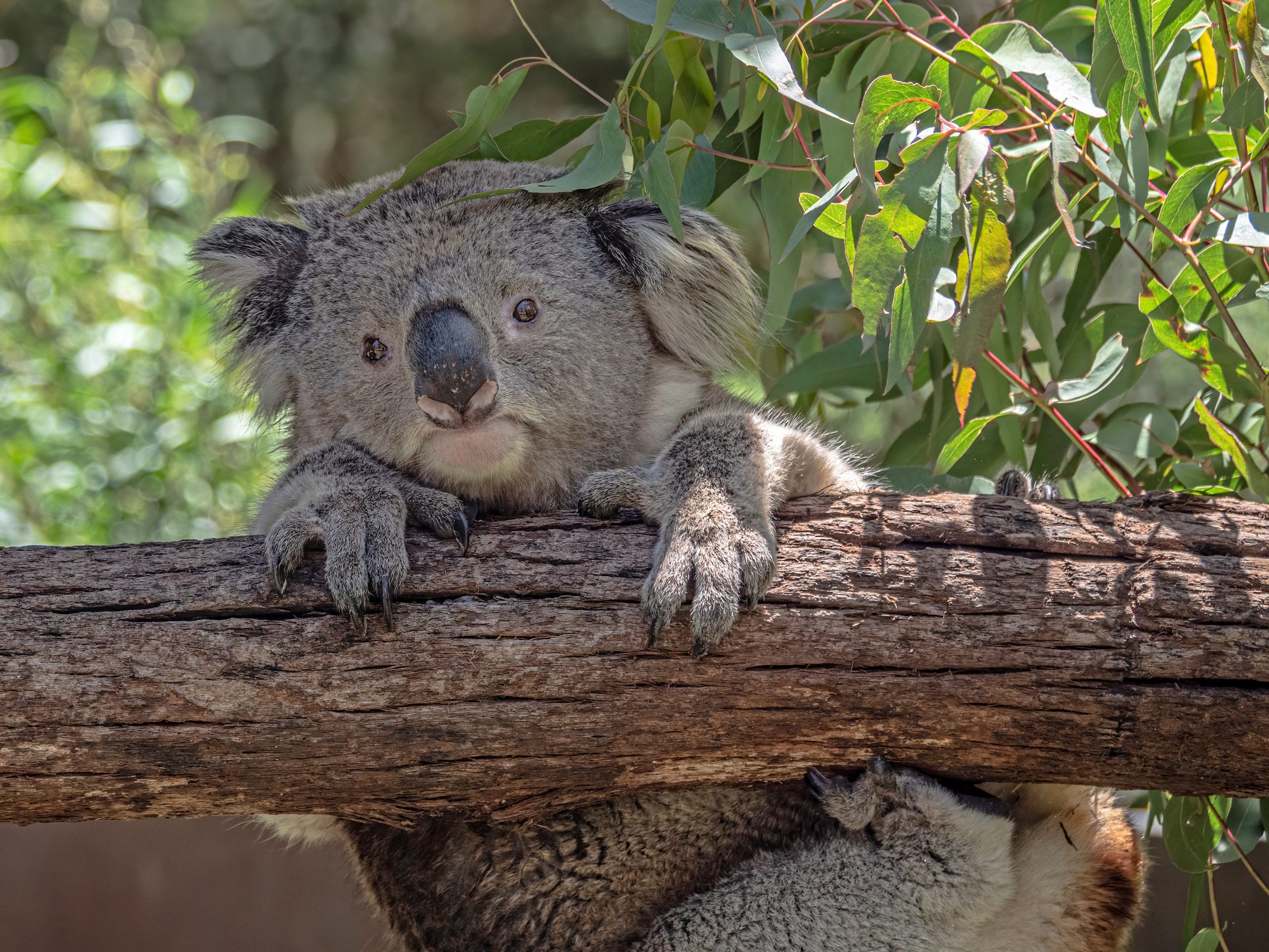 Koala Hanging On